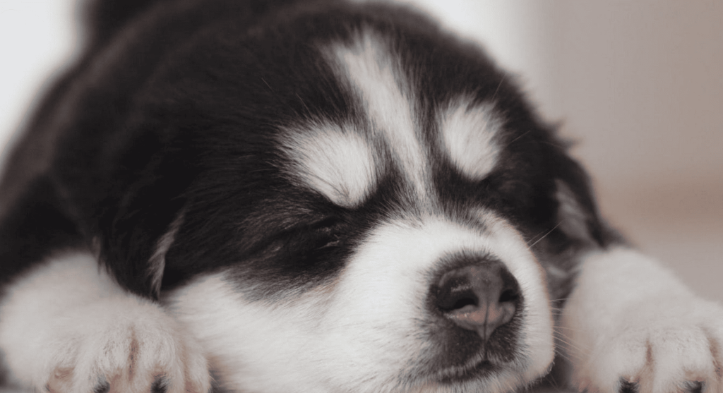 A dog get the flu