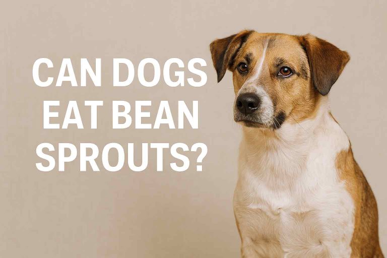Can Dogs Eat Bean Sprouts