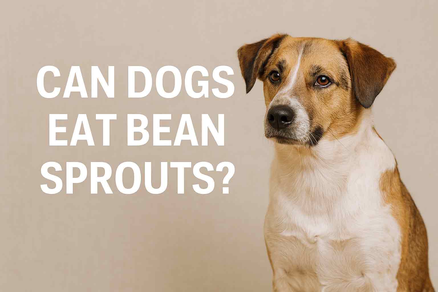Can Dogs Eat Bean Sprouts