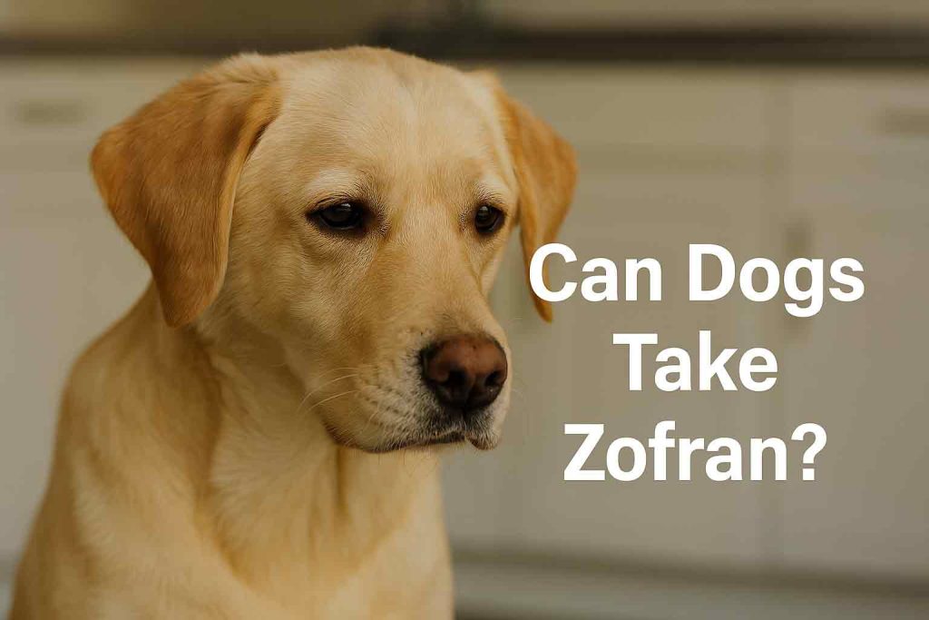 Can Dogs Take Zofran