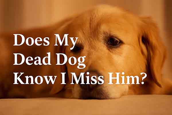 Does My Dead Dog Know I Miss Him