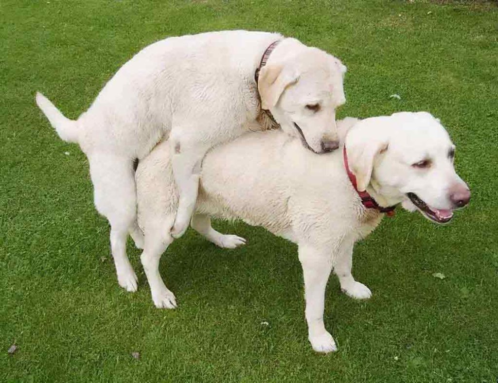 Dog in heat