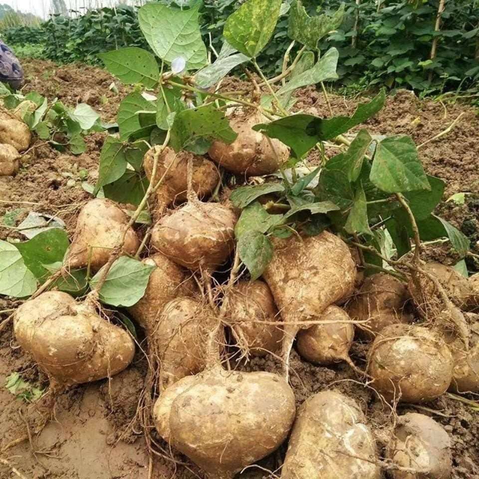 Jicama