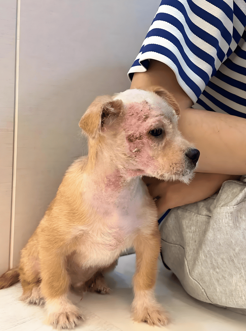 Ringworm on a Dog