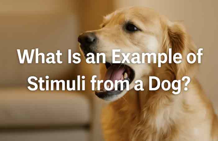 What Is an Example of Stimuli from a Dog