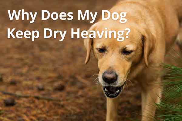 Why Does My Dog Keep Dry Heaving