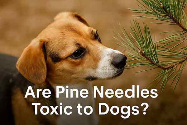 are pine needles toxic to dogs