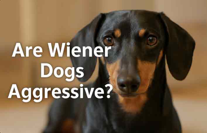 are wiener dogs aggressive