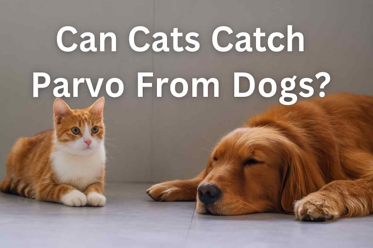 can cats catch parvo from dogs