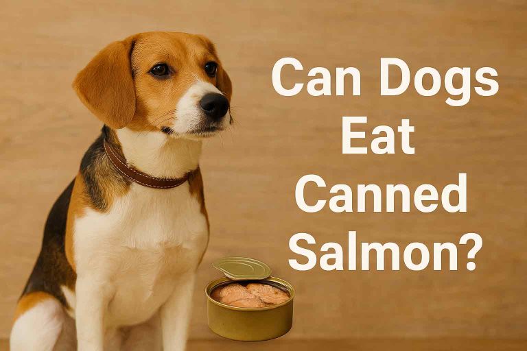 can dogs eat canned salmon