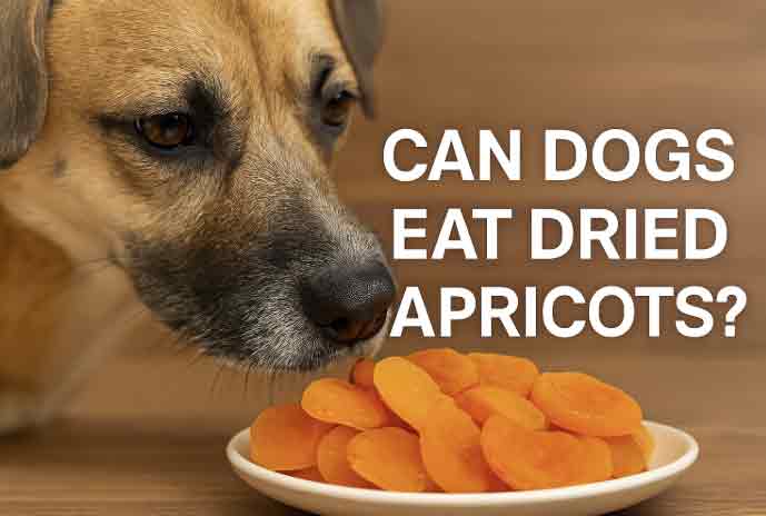 can dogs eat dried apricots