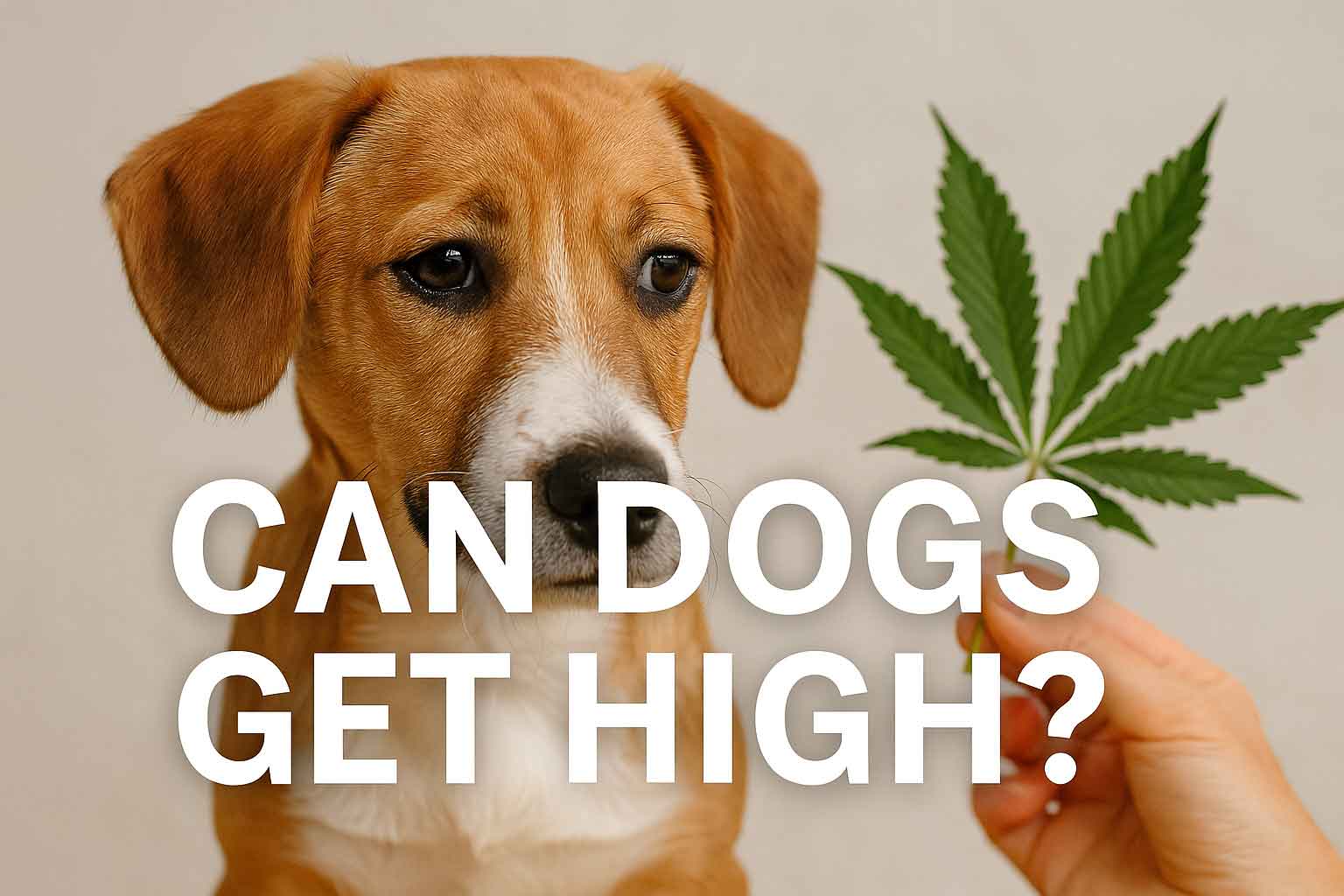 can dogs get high