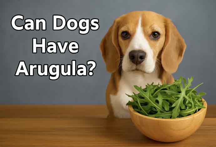 can dogs have arugula