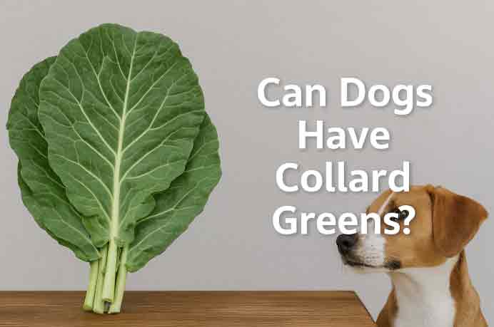 can dogs have collard greens
