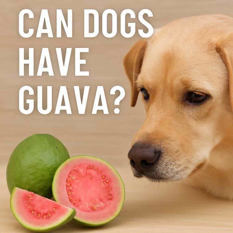 can dogs have guava