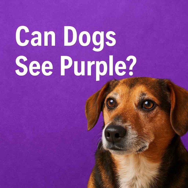 can dogs see purple