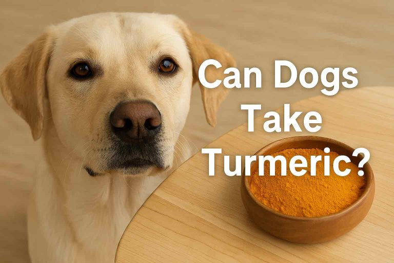 can dogs take turmeric