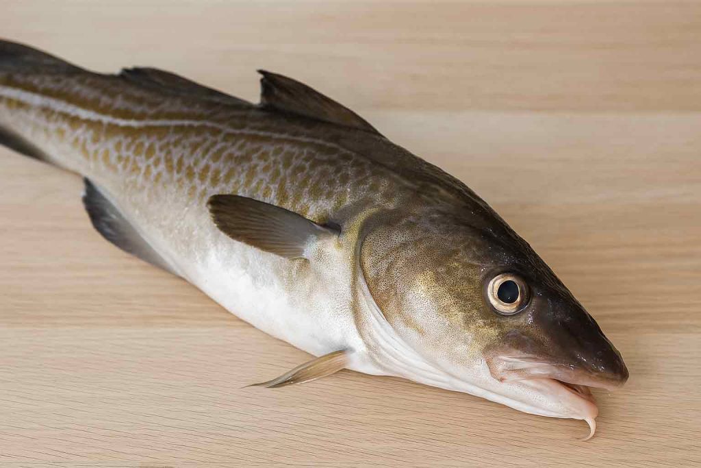 fresh cod