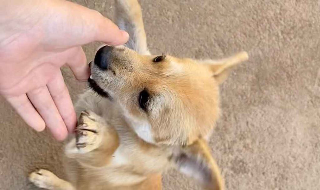 high dog