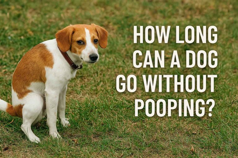 how long can a dog go without pooping