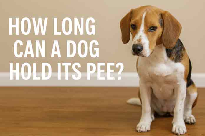 how long can a dog hold its pee