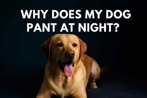why does my dog pant at night