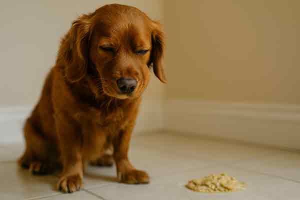 why is my dog shaking and throwing up