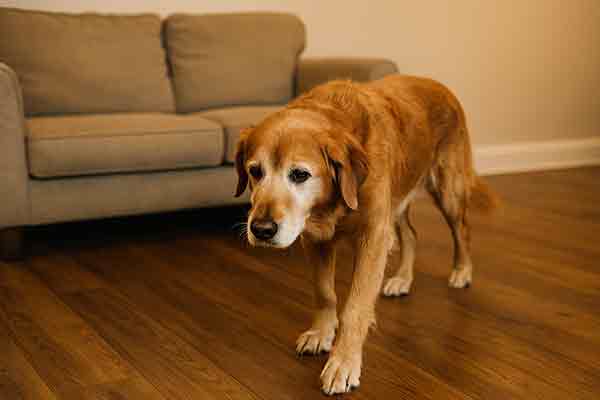 My Senior Dog Is Pacing and Won't Lie Down