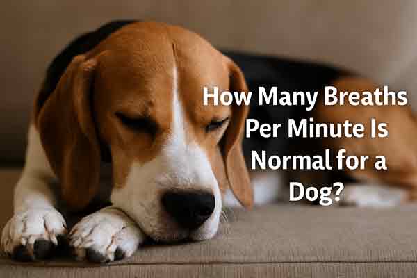 how many breaths per minute is normal for a dog
