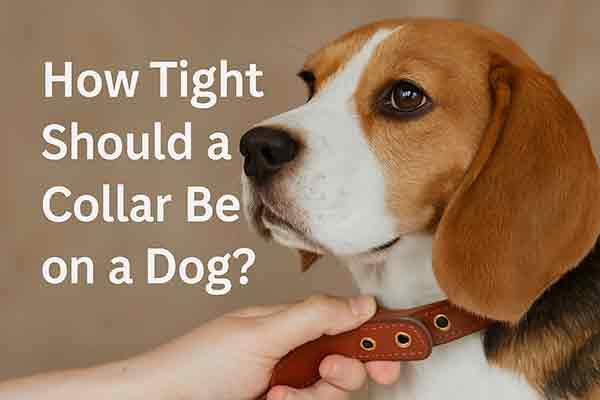 how tight should a collar be on a dog