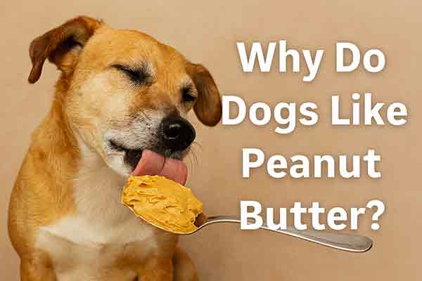 why do dogs like peanut butter