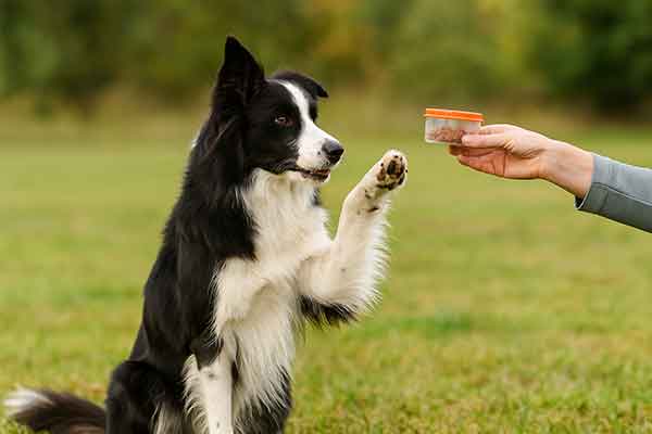 A border collie