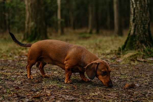 A short-legged dachshund stands at the edge of the woods
