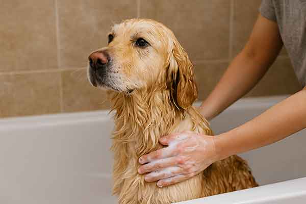 Soothing Skin Allergy Symptoms in Golden Retrievers with Medicated Baths